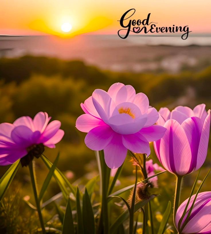 good-evening-images-download-free good-evening-images-download-free