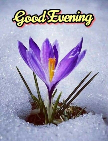 good-evening-images-gif good-evening-images-gif