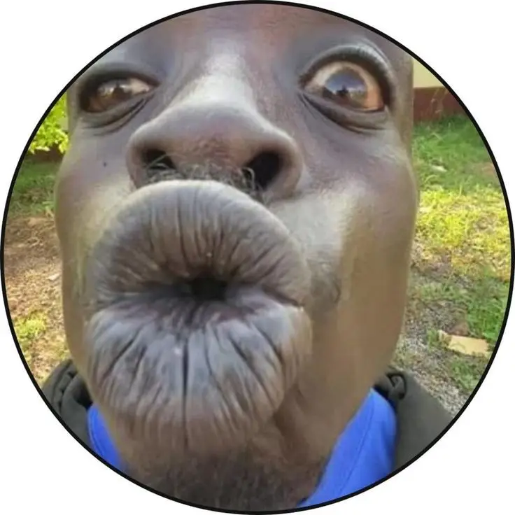 christmas-funny-pfp christmas-funny-pfp