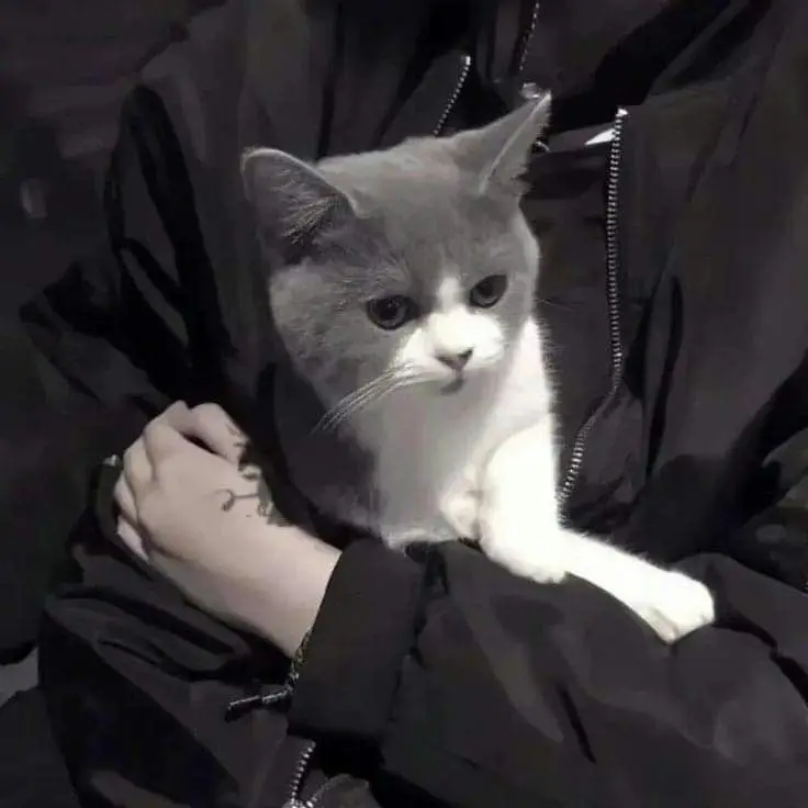 cursed-discord-pfp cursed-discord-pfp