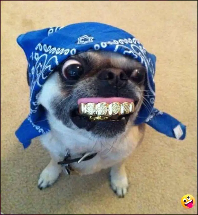 funny-pfp-ai funny-pfp-ai