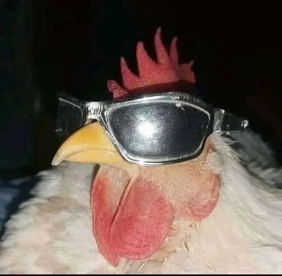 funny-pfp funny-pfp