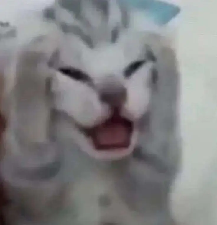goofy-ahh-pictures-animals goofy-ahh-pictures-animals