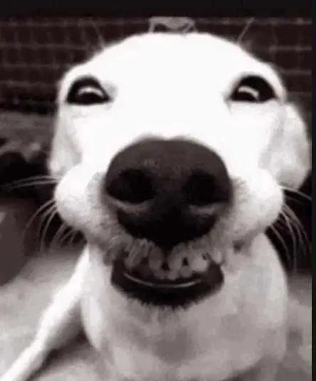 goofy-ahh-pictures-cheese goofy-ahh-pictures-cheese