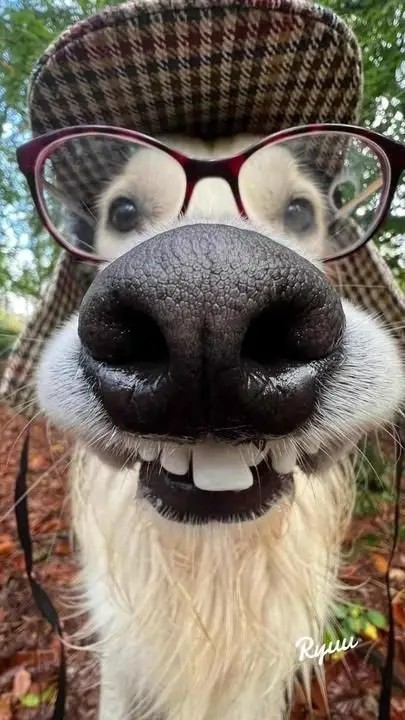 goofy-ahh-pictures-cheese goofy-ahh-pictures-cheese